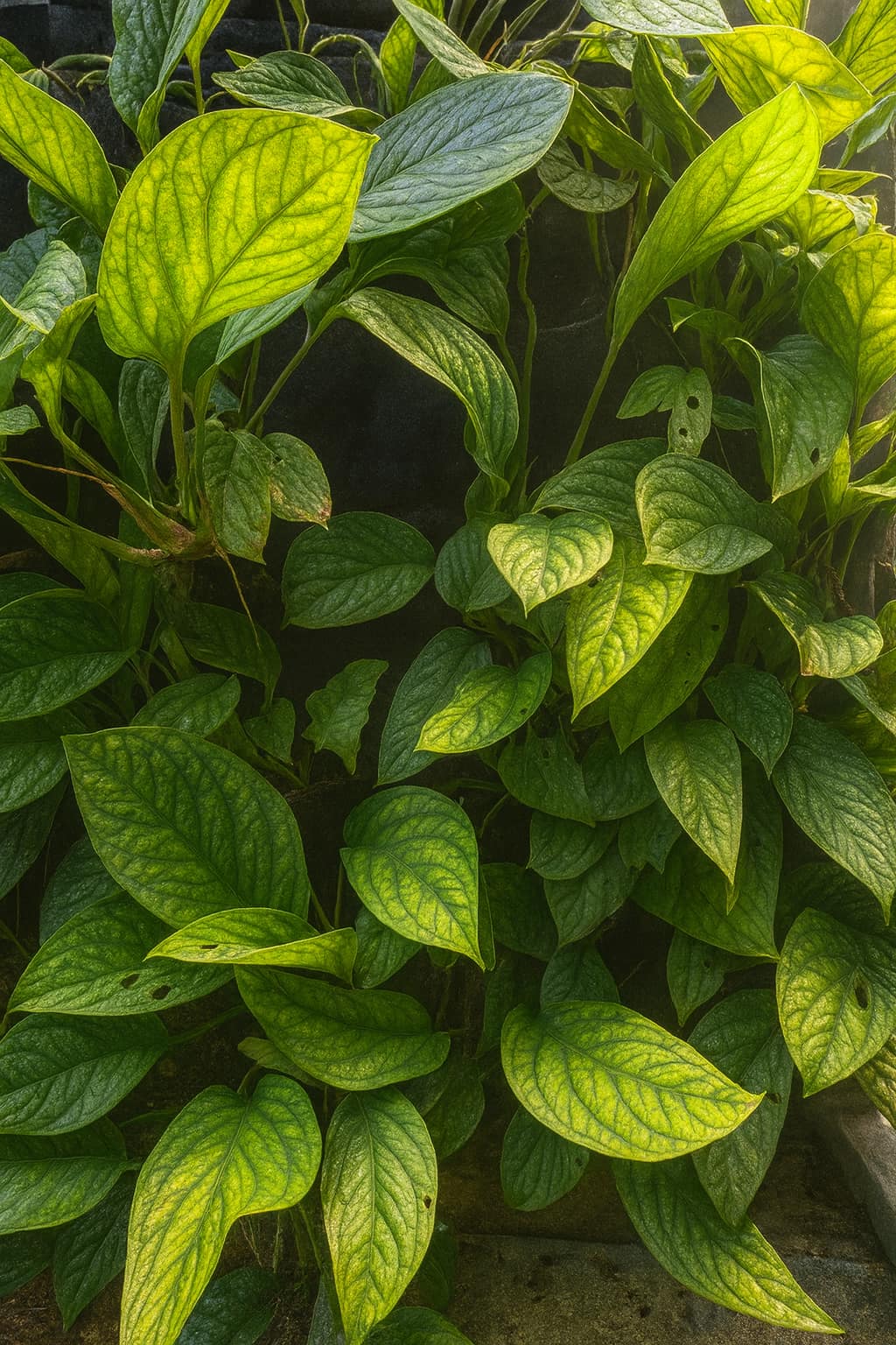 May Flowers Horticulture Installation 61